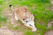 Lioness