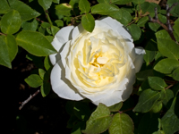 White Rose