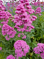 Wildflowers