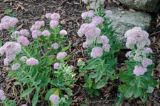 Pink Flowers