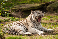 White Tiger