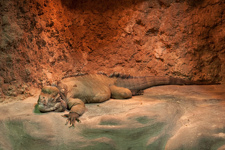 Rhinoceros Iguana