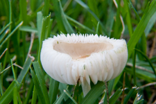 Toadstool